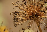 Fototapeta Dmuchawce - zjawiskowy  obraz  wyschniętego  kwiata