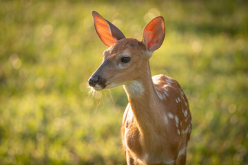 Canvas Print - White-tailed deer fawn in morning light