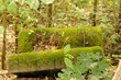 stara  kanapa  wyrzucona  do  lasu  porośnięta   mchem