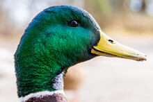 Portrait Of A Mallard Duck