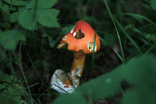 Fly Agaric Mushroom In Forest