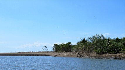 beach and trees