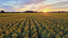 Aerial: Sunflower Field At Sunset, Beautiful Colourful Crop At Golden Hour