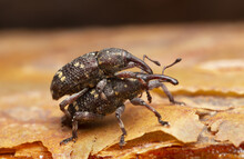 Mating Pine Weevils, Pinodes Pini On Bark, Macro Photo