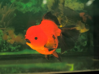 a orange oranda goldfish diving in fresh water glass tank with nature blurred background.