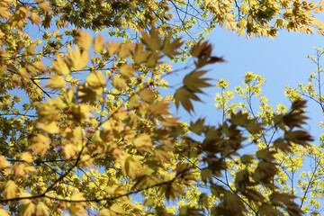 Beautiful Japanese maples in sunny day, Kyoto, Japan