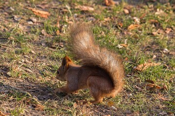 Wall Mural - Adorable squirrel at autumn park