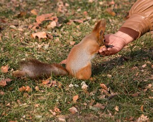 Wall Mural - Adorable squirrel at autumn park