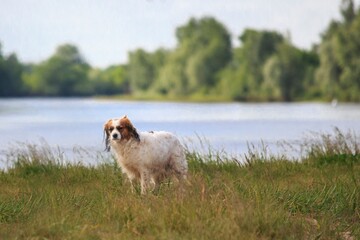 Cute dog spaniel breed on the river bank
