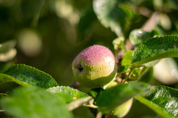 green Apple with red side hanging on a branch with raindrops, blurred background