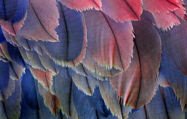 pink and blue natural background. plumage of a crane close-up. feathers birds texture background. se