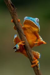 Canvas Print - Golden-eyed leaf frog, Cruziohyla calcarifer, green yellow frog sitting on the leaves in the nature habitat in Corcovado, Costa Rica. Amphibian from tropic forest. Wildlife in Central America.