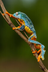 Canvas Print - Golden-eyed leaf frog, Cruziohyla calcarifer, green yellow frog sitting on the leaves in the nature habitat in Corcovado, Costa Rica. Amphibian from tropic forest. Wildlife in Central America.