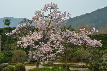 Poster - 八重桜