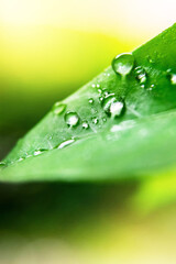  Waterdrops on a green leaf