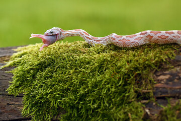 Wall Mural - The corn snake (Pantherophis guttatus) with prey on a green background. A color mutation of a corn snake in a typical hunting position.