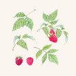 Beautiful vector set with watercolor raspberry and leaves painting. Stock illustration.