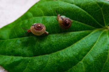 closeup shot of two snails isolated on green betel leaf