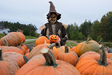 Halloween Holiday Concept. Scarecrow With Pumpkins On A Blurred Autumn Field Background. Thanksgiving Day. Evil Scarecrow Costume.