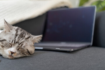 Sleeping cat and laptop.