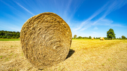 Wall Mural - Landscape wide background - Hay bales / straw bales on a field and blue sky with bright sun and apple tree in the summer in Germany