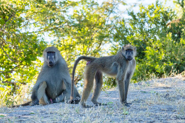 Wall Mural - chacma baboon family (papio anubis) in chobe, botswana africa safari wildlife