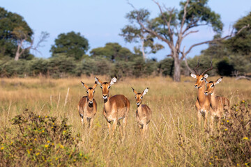 Poster - Impala antelope family (Aepyceros melampus) Caprivi strip game park, Nambwa Namibia, Africa safari wildlife and wilderness