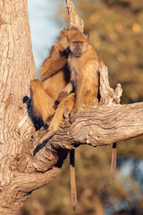 Wall Mural - chacma baboon monkey (papio anubis) on tree, bwabwata caprivi strip game park, namibia, africa safar