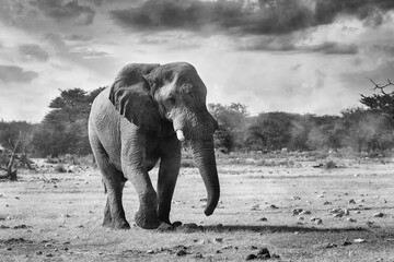 Wall Mural - bw photo of majestic african elephant walking to waterhole in etosha national park, namibia africa s
