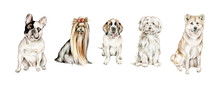 Hand Drawn Watercolor Dogs Isolated On White Background.Dogs Collection:bulldog,saint Bernard Dog,lapdog,akita Inu,shih Tzu.