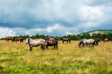 Wall Mural - a herd of horses on a pasture