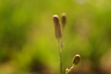 Canvas Print - macro wild flower closed buds grows in sunny field