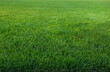 Green lawn with fresh grass as background