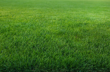 Poster - Green lawn with fresh grass as background