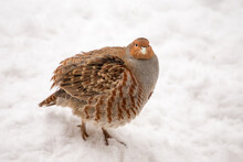 Grey Partridge (Perdix Perdix), Also Known As The English Partridge, Hungarian Partridge, Or Hun On The Snow