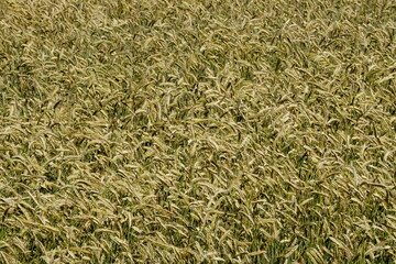 Fields of cereals close-up, Natural cereal background