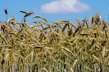 Wall Mural - Yellow wheat field and blue sky with white clouds                               