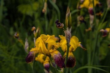 Wall Mural - Yellow iris flowers outdoors with brick wall behind