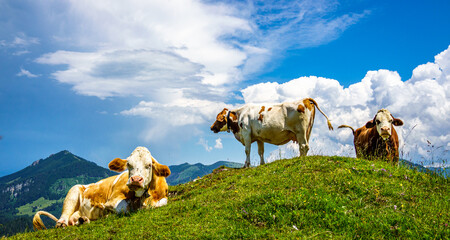 Canvas Print - cow at the kranzhorn mountain in austria