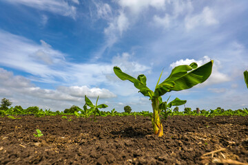 Poster - Banana tree plantation with blue sky in the background