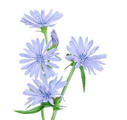 Wall Mural - Chicory flower isolated on white background with clipping path