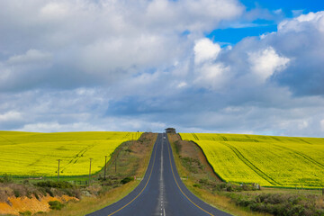 canola field split in two by a tar road leading to napier from bredasdorp, overberg, south africa