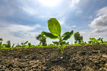 Poster - Banana tree plantation with blue sky in the background