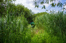 Green Boat Docked Amidst  Green Reeds