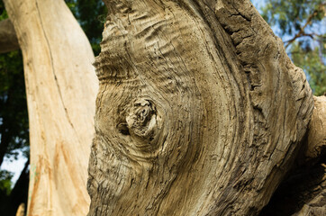 Wall Mural - basra/iraq - 04/18/2019: Photo of a beautiful park in basra contains an old tree in Basra it’s name is prophet Adams tree