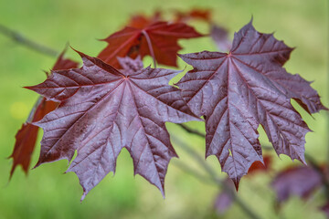 Sticker - Close up on a leaves of Emerald Queen Maple - Acer platanoides var Royal Red