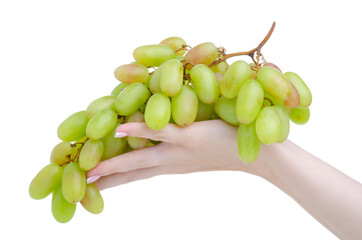 Canvas Print - Green grape in hand on white background isolation