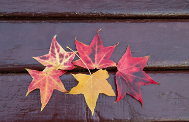 red and yellow maple leaves on a wooden bench in the autumn Park.