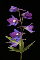 Delphinium (Delphinium x cultorum). Inflorescence Closeup