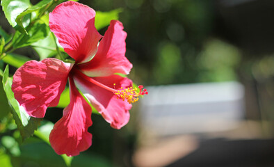 Wall Mural - closeup​ hibiscus flower pollen.​ macro shot of a beautiful and vibrant hibiscus flower. red hibiscu